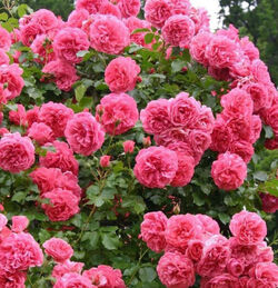 Роза плетистая Розариум Ютерсен bn розовый 2л
